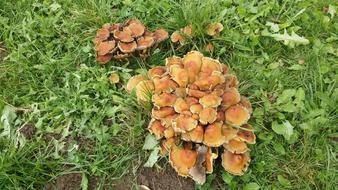 Autumn Mushrooms