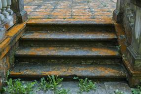 lichen on the stairs of an abandoned building