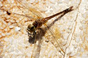 incredibly cute Dragonfly Insect