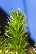 Pleomele braunii, Dracaena plant with lush foliage close up