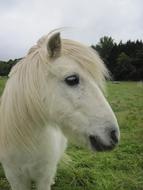 white beautiful pony
