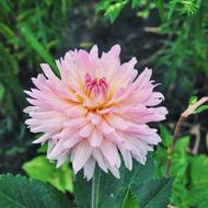 Flowers Garden Dahlias