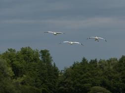 splendid Pelican Flight