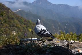 Back view of the colorful, beautiful and cute pigeon on the Great Wall on the mountains