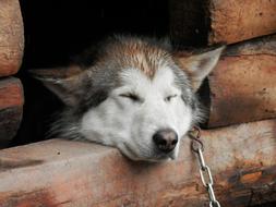 Husky is resting in a wooden booth