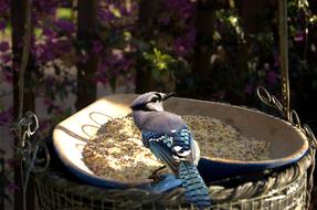 gorgeous Bird Feeding Time