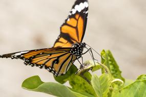 Macro photo of a tiger butterfly on a green inflorescence