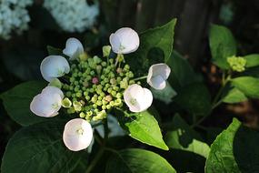 Flower Hydrangea