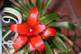 Flower Exotic