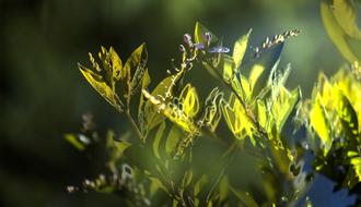Abstract Background yellow flowers