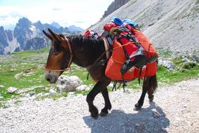 Mule rider on Mountain Trail