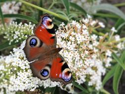 Butterfly Nature Animal