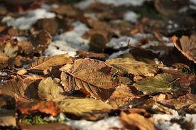Leaves Garden Snow