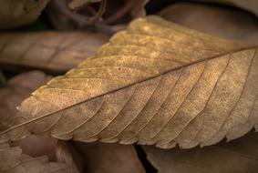 Leaves Autumn Plants