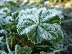 Winter Snow Green