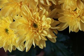 yellow chrysanthemums in a bouquet, close-up