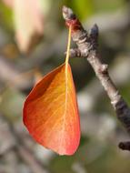 Red Leaf Rosewood Autumn Falling