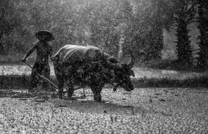 Buffalo Farmer