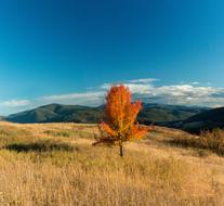 Fall Grass Nature
