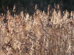 Grass Dry Long