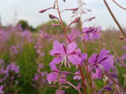 Blooming Sally Nature Plants