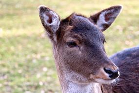 fallow deer close up