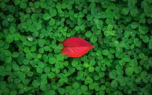 Leaves Autumn