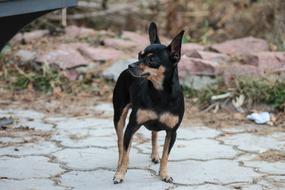 Toy Terrier Dog