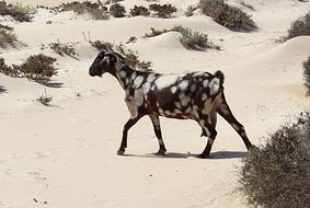 wild goat in dunes