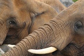 faces of two Elephants, detail, white tusks