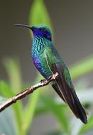 exotic Hummingbird Bird at Nature