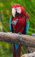 red parrot macaw on a branch