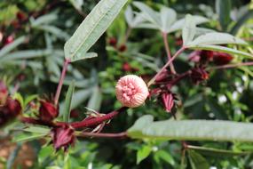 Bup Flower Vinegar Hibiscus Bud