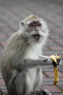Monkey Portrait Nature