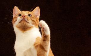 red Cat Background Image