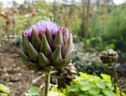 artichoke in the garden