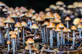 Mushrooms Forest Autumn