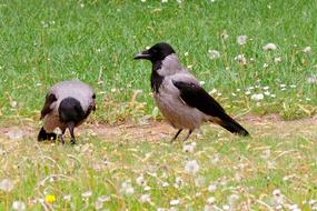 scavenger crows