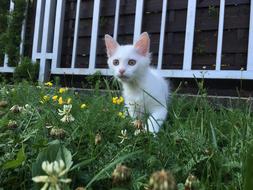 white kitten walks in the garden in front of the house