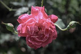 Rosa Flower