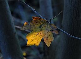 Autumn dried Leaf Tree