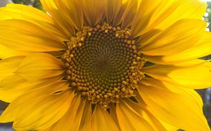 Sunflower Yellow Flower macro