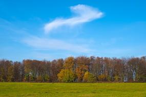 Autumn Nature Trees forest landscape