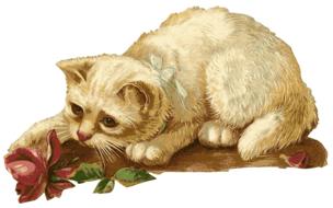 kitten with a rose as a vintage illustration