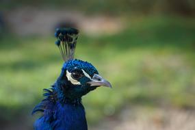 Portrait of the beautiful, blue and white peacock, at blurred background