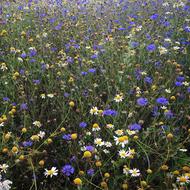 Flowers Meadow Nature