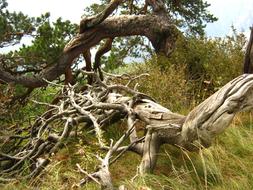 wooden old roots in the grass