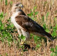 Tailed Hawk Red-Tailed