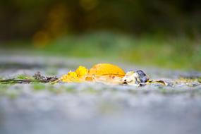 Autumn Leaves Forest