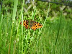 Meadow Green Butterfly